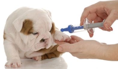 2026 Kedi-Köpek Aşı ve Parazit Uygulaması Fiyatları