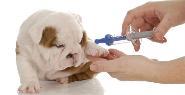 2026 Kedi-Köpek Aşı ve Parazit Uygulaması Fiyatları